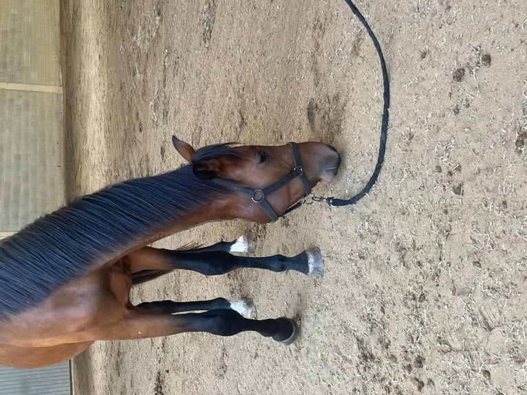 Caballo de deporte español Semental 2 años 157 cm Castaño in Tui (O Sagrario)