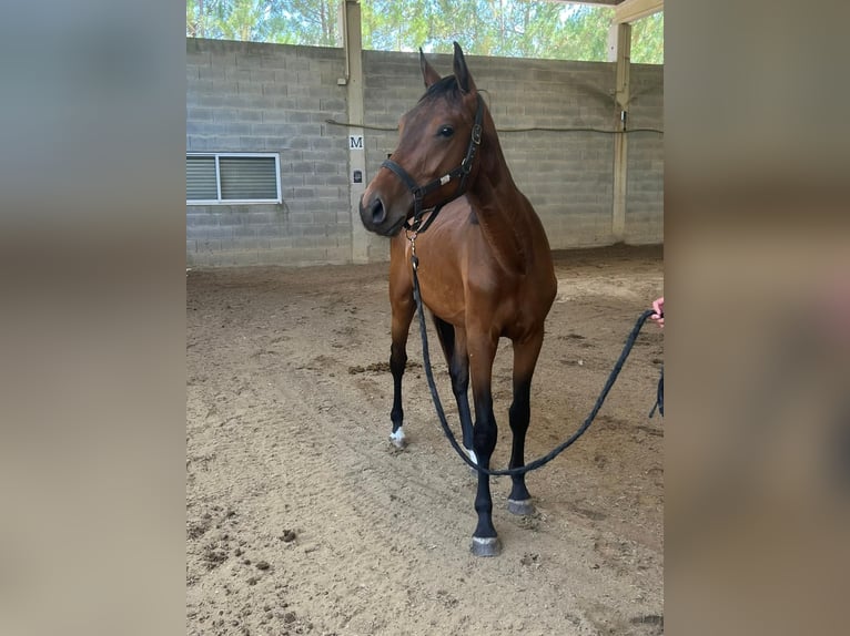 Caballo de deporte español Semental 2 años 157 cm Castaño in Tui (O Sagrario)