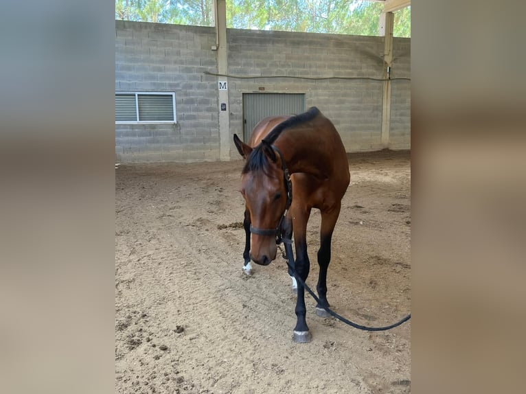 Caballo de deporte español Semental 2 años 157 cm Castaño in Tui (O Sagrario)