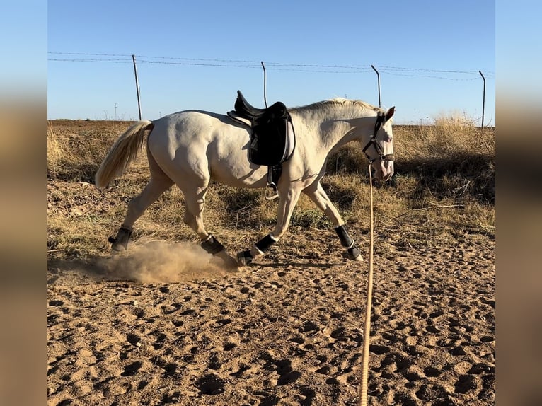 Caballo de deporte español Semental 2 años 160 cm Cremello in San José de la Rinconada