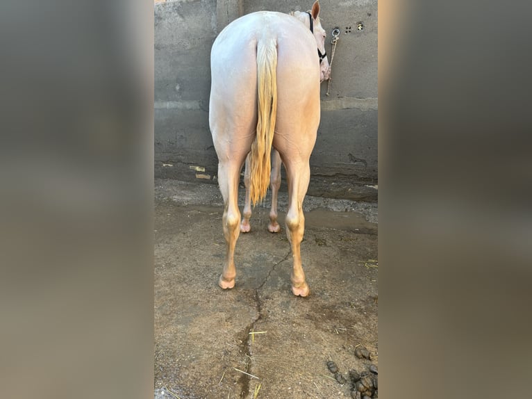 Caballo de deporte español Semental 2 años 160 cm Cremello in San José de la Rinconada