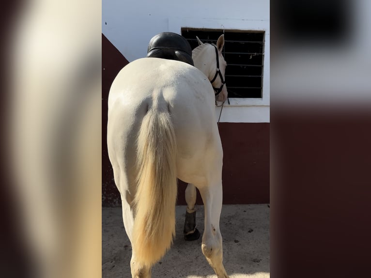 Caballo de deporte español Semental 2 años 160 cm Cremello in San José de la Rinconada