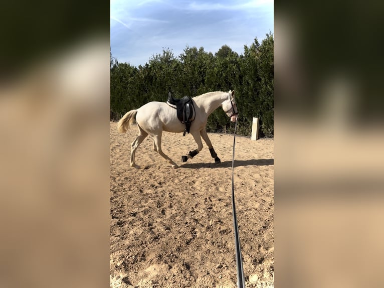 Caballo de deporte español Semental 2 años 160 cm Cremello in San José de la Rinconada