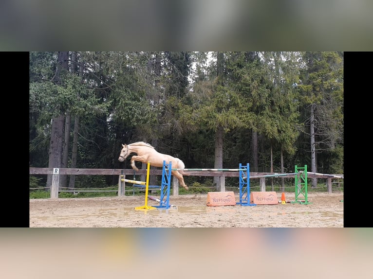 Caballo de deporte español Semental 2 años 165 cm Palomino in Nowy targ