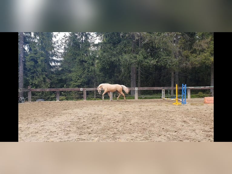 Caballo de deporte español Semental 2 años 165 cm Palomino in Nowy targ