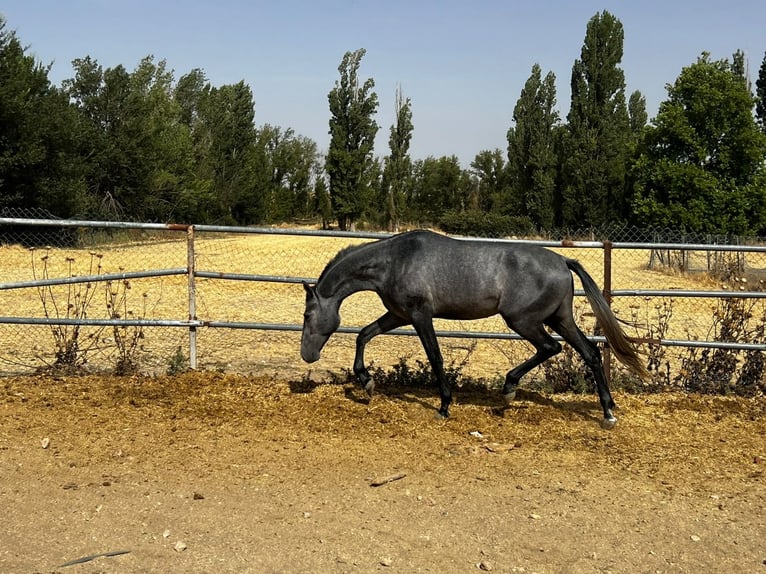Caballo de deporte español Semental 2 años 165 cm Tordo in Madrid