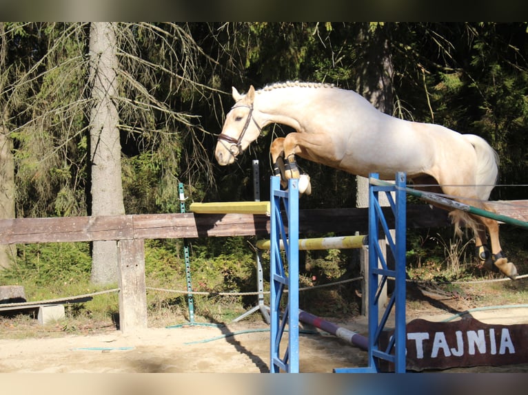 Caballo de deporte español Semental 2 años 167 cm Palomino in Nowy targ