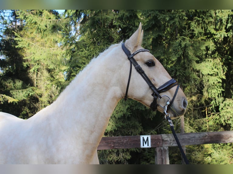 Caballo de deporte español Semental 2 años 167 cm Palomino in Nowy targ