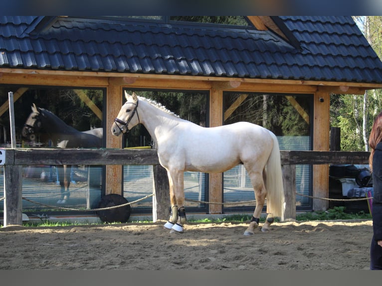 Caballo de deporte español Semental 2 años 167 cm Palomino in Nowy targ