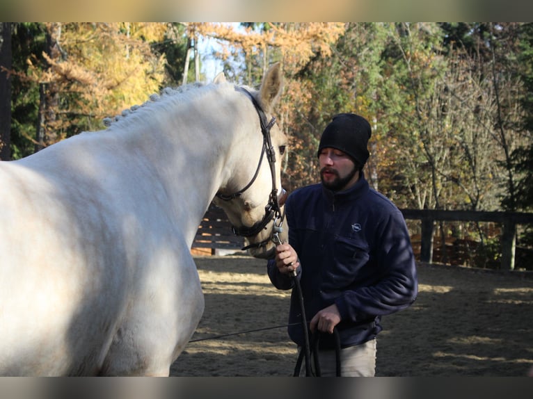 Caballo de deporte español Semental 2 años 167 cm Palomino in Nowy targ