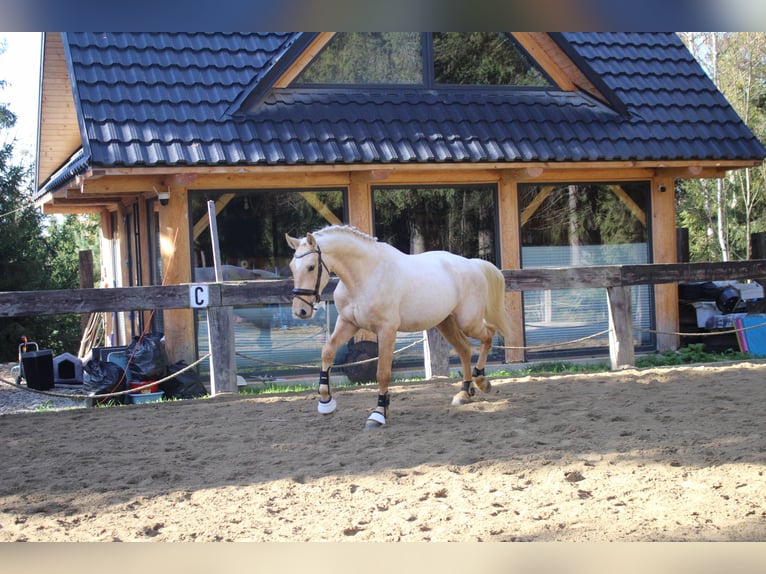 Caballo de deporte español Semental 2 años 167 cm Palomino in Nowy targ