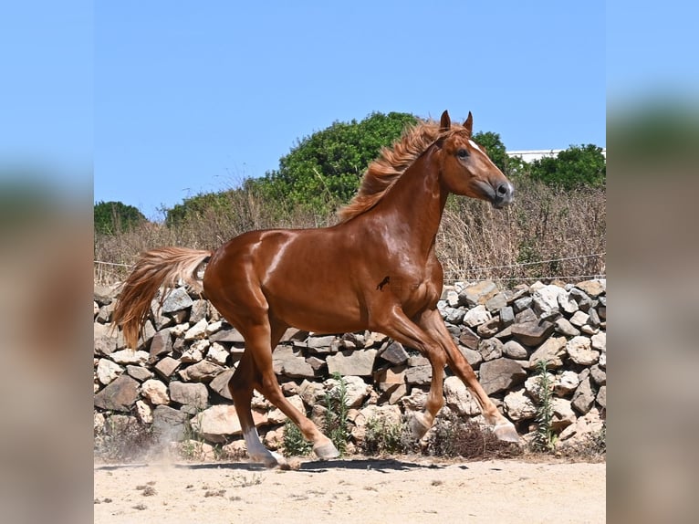 Caballo de deporte español Semental 2 años 170 cm Alazán in Menorca