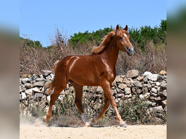 Caballo de deporte español Semental 2 años 170 cm Alazán in Menorca