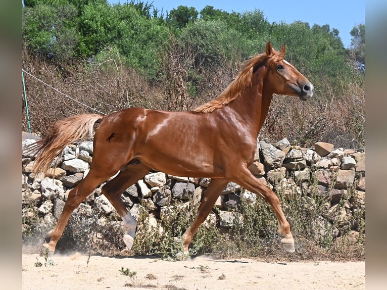 Caballo de deporte español Semental 2 años 170 cm Alazán in Menorca