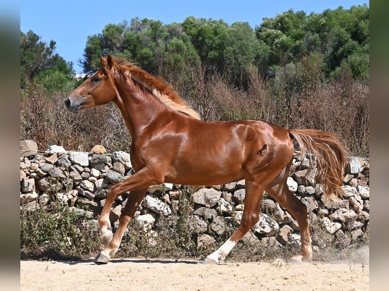 Caballo de deporte español Semental 2 años 170 cm Alazán in Menorca