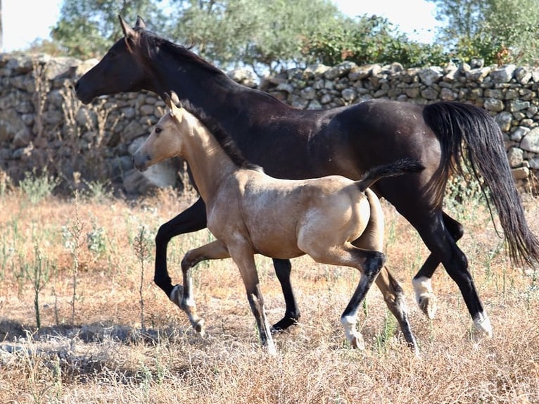 Caballo de deporte español Semental 2 años Buckskin/Bayo in NAVAS DEL MADRONO