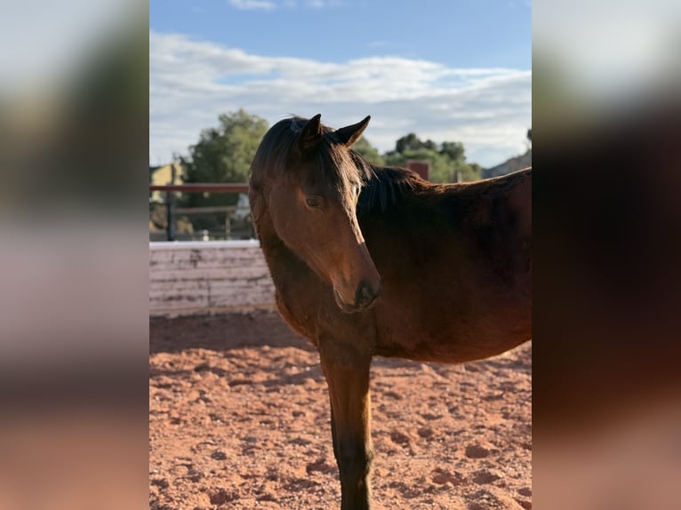 Caballo de deporte español Semental 2 años in ZueraFuendetodos