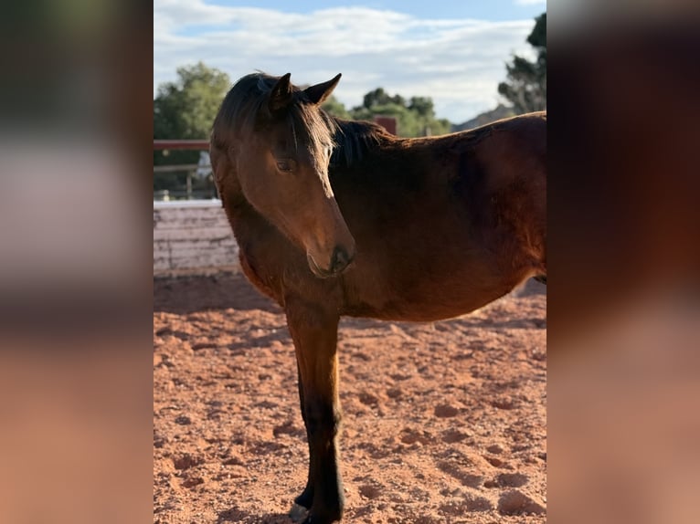 Caballo de deporte español Semental 2 años Castaño in Fuendetodos