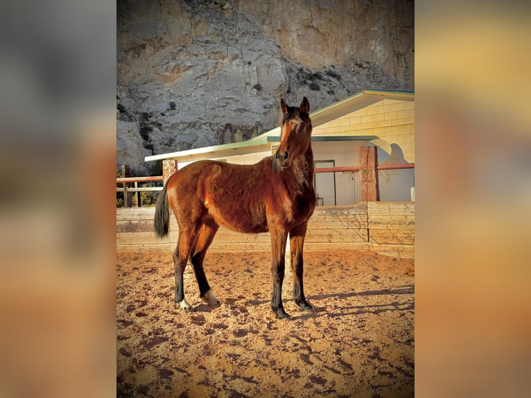 Caballo de deporte español Semental 2 años Castaño in Fuendetodos