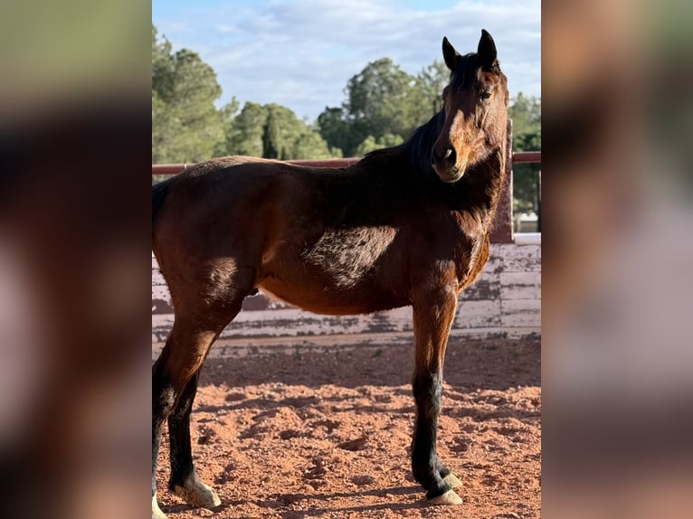 Caballo de deporte español Semental 2 años Castaño in Fuendetodos