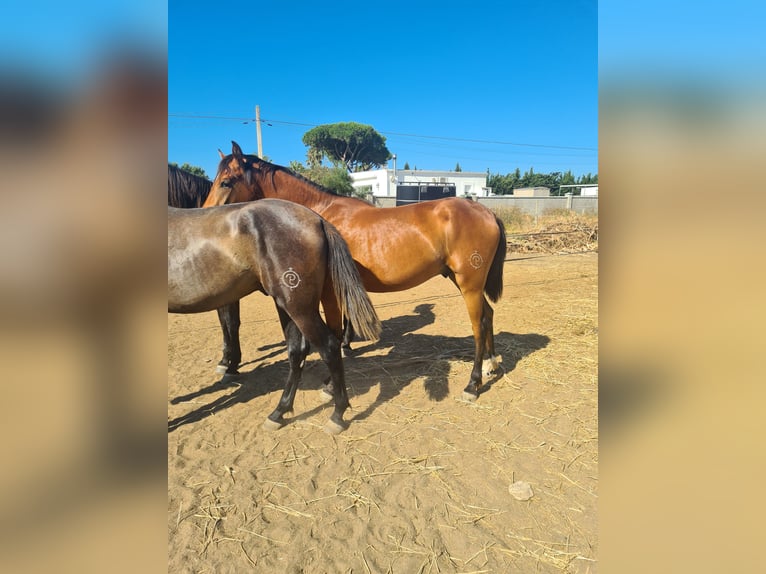 Caballo de deporte español Semental 2 años Castaño in Arcos de la Frontera