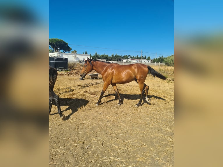 Caballo de deporte español Semental 2 años Castaño in Arcos de la Frontera