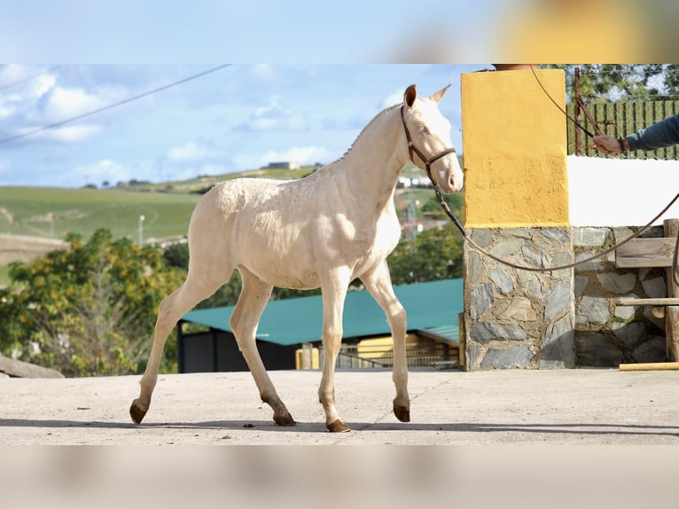 Caballo de deporte español Semental 2 años Perla in NAVAS DEL MADRONO