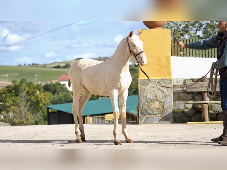 Caballo de deporte español Semental 2 años Perla in NAVAS DEL MADRONO