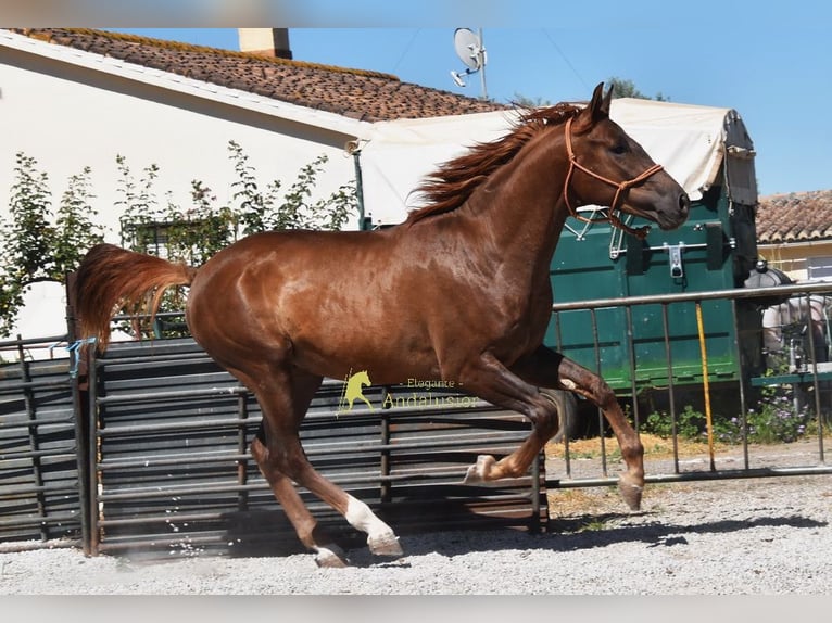 Caballo de deporte español Semental 3 años 153 cm Alazán-tostado in Provinz Granada