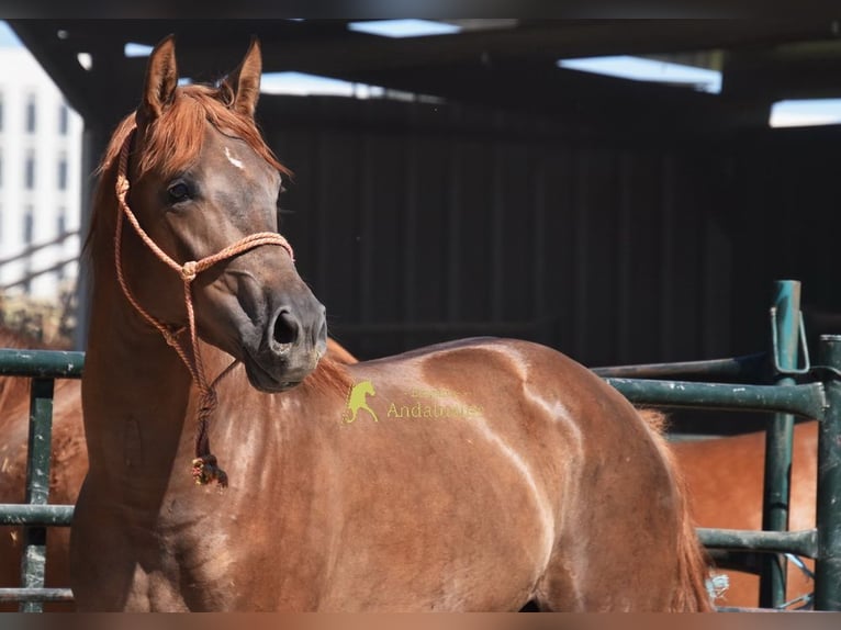 Caballo de deporte español Semental 3 años 153 cm Alazán-tostado in Provinz Granada