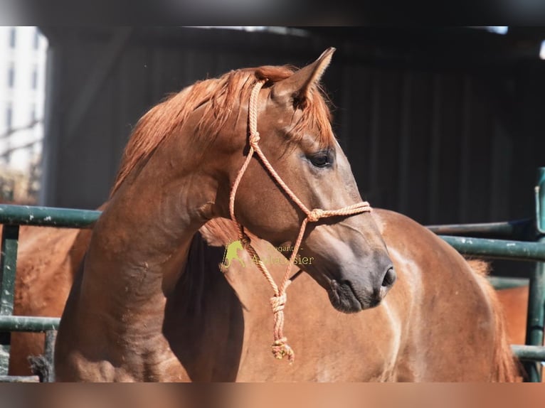 Caballo de deporte español Semental 3 años 153 cm Alazán-tostado in Provinz Granada