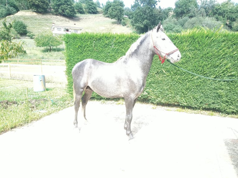 Caballo de deporte español Semental 3 años 154 cm Tordo in Lierganes