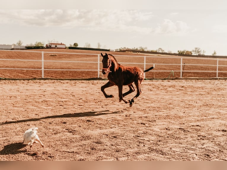 Caballo de deporte español Semental 3 años 155 cm Castaño in PUEBLA DE SANCHO PEREZ