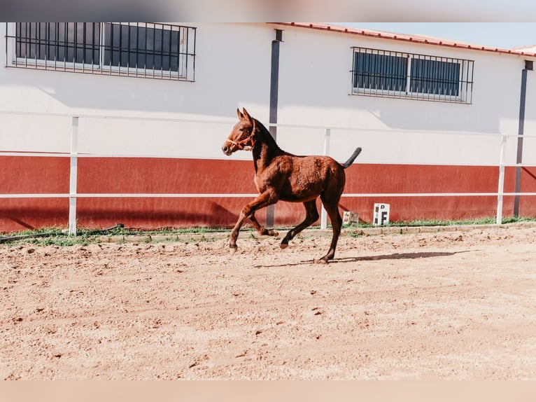 Caballo de deporte español Semental 3 años 155 cm Castaño in PUEBLA DE SANCHO PEREZ