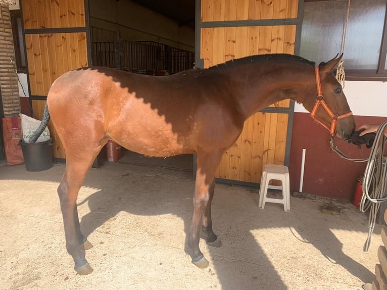 Caballo de deporte español Semental 3 años 155 cm Castaño in PUEBLA DE SANCHO PEREZ