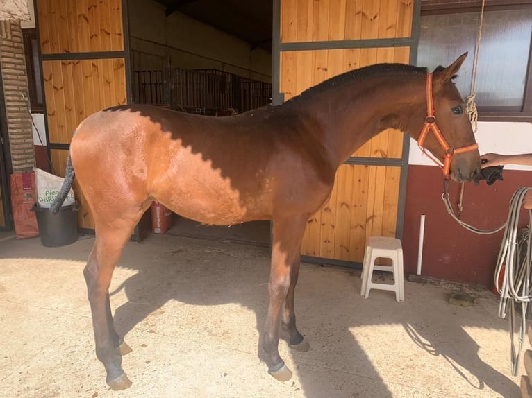 Caballo de deporte español Semental 3 años 155 cm Castaño in PUEBLA DE SANCHO PEREZ