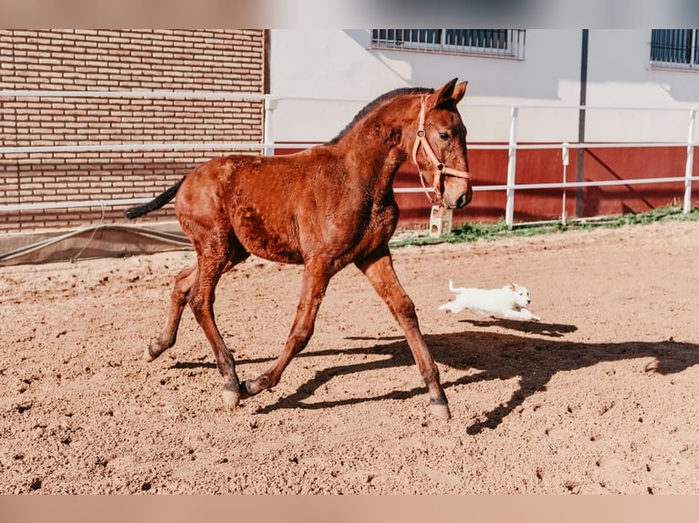 Caballo de deporte español Semental 3 años 155 cm Castaño in PUEBLA DE SANCHO PEREZ