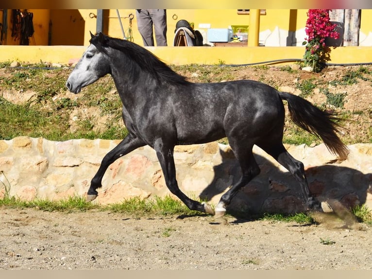 Caballo de deporte español Semental 3 años 155 cm Tordo in Provinz  Malaga