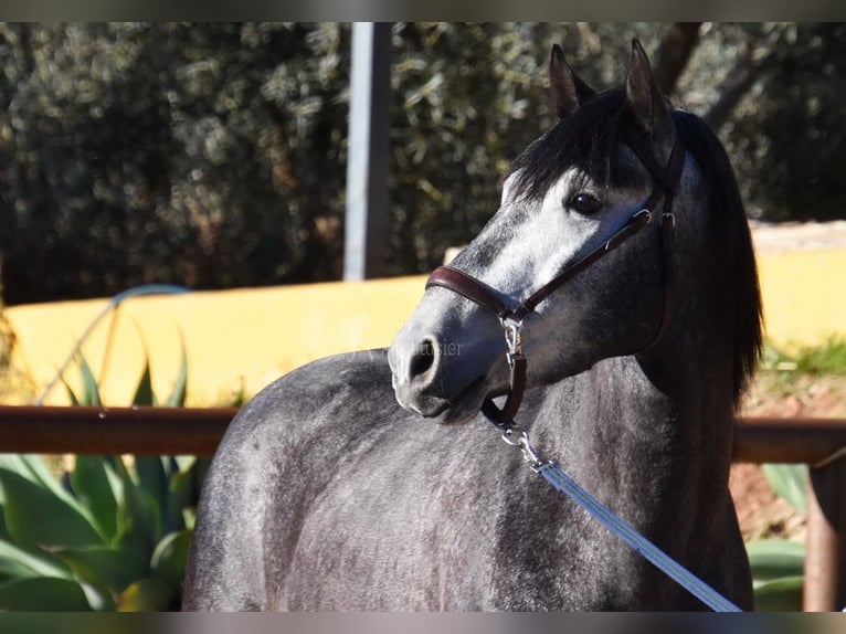 Caballo de deporte español Semental 3 años 155 cm Tordo in Provinz  Malaga