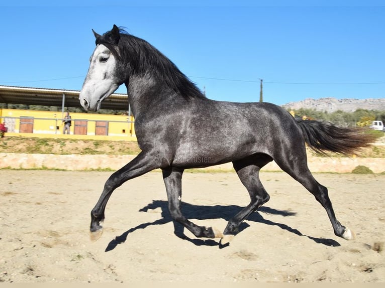 Caballo de deporte español Semental 3 años 155 cm Tordo in Provinz  Malaga