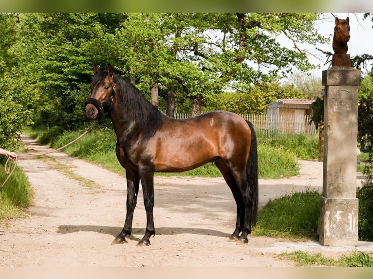 Caballo de deporte español Semental 3 años 158 cm Castaño in Poncins