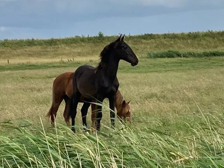 Caballo de deporte español Semental 3 años 160 cm Morcillo in Süderlügum