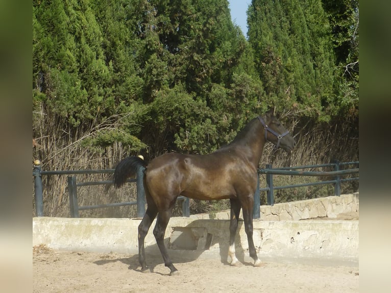 Caballo de deporte español Semental 3 años 160 cm Negro in Sax