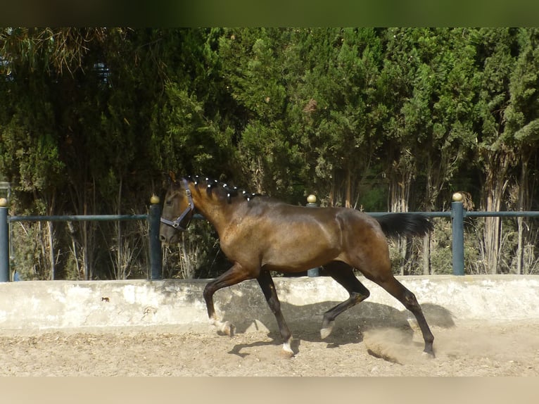 Caballo de deporte español Semental 3 años 160 cm Negro in Sax