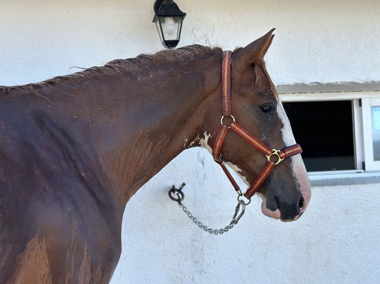 Caballo de deporte español Semental 3 años 163 cm Pío in Las Rozas De Madrid