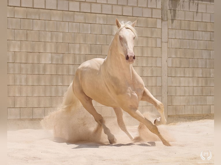 Caballo de deporte español Semental 3 años 170 cm Cremello in Navalperal De Pinares