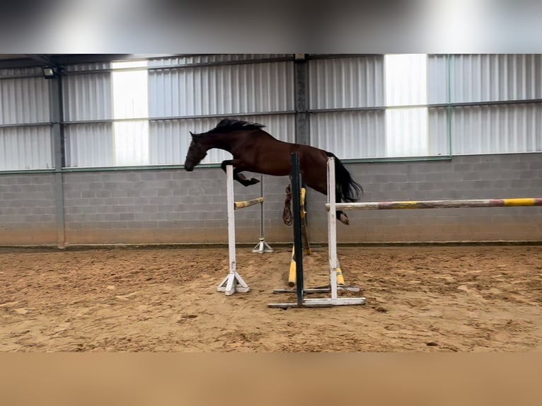 Caballo de deporte español Semental 3 años 172 cm Castaño in Abegondo