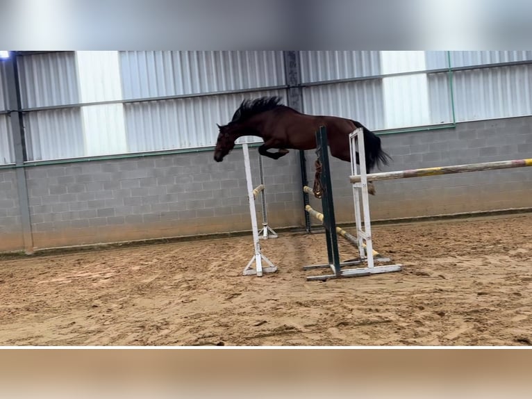 Caballo de deporte español Semental 3 años 172 cm Castaño in Abegondo