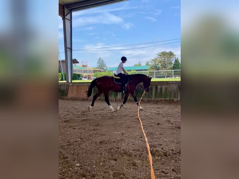 Caballo de deporte español Semental 3 años 173 cm Castaño in Gijon