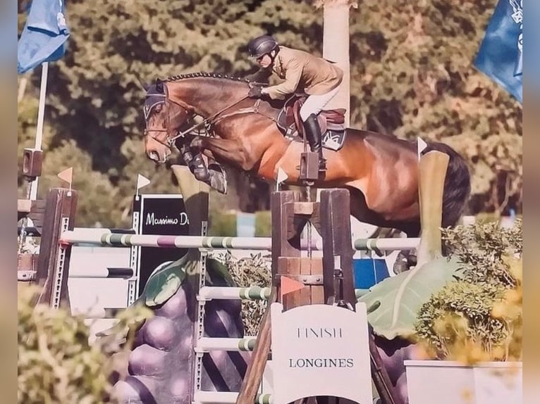 Caballo de deporte español Semental 3 años 173 cm Castaño in Gijon